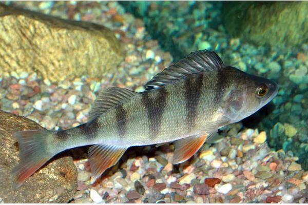 鲈鱼吃什么,吃小黄鱼、鱿鱼、墨鱼等