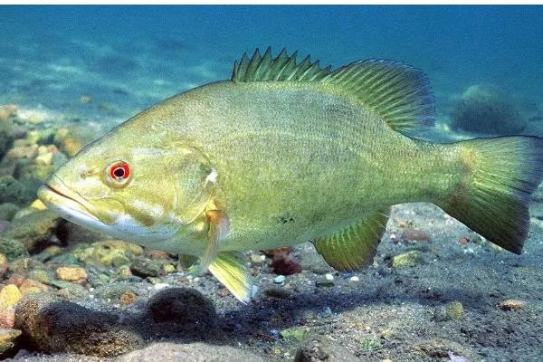 鲈鱼吃什么,吃小黄鱼、鱿鱼、墨鱼等