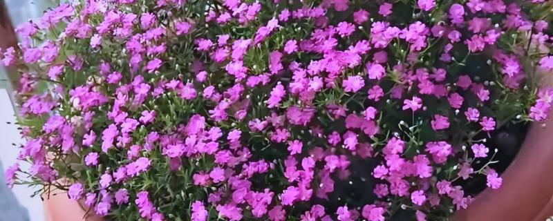 送花送满天星有哪些含义，寓意守望爱情、沉默爱情等