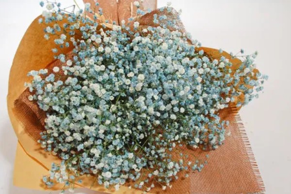 送花送满天星有哪些含义，寓意守望爱情、沉默爱情等