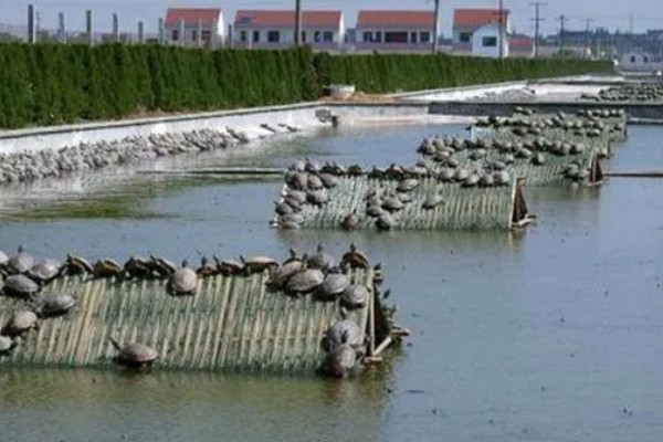 养殖3000只甲鱼的成本，第一年需投资6万元左右