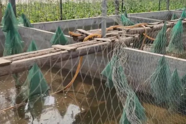 养殖3000只甲鱼的成本，第一年需投资6万元左右