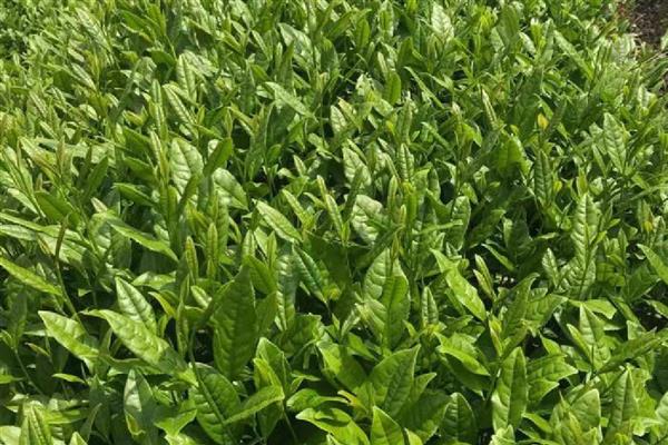 肉桂茶是什么茶，属于乌龙茶