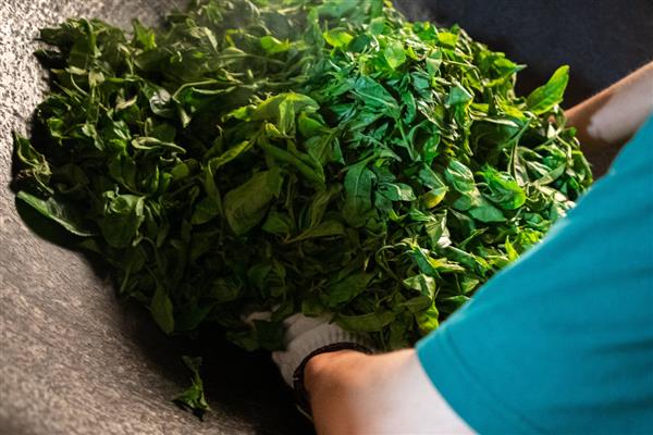 肉桂茶是什么茶，属于乌龙茶