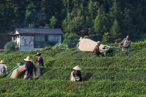 肉桂茶是什么茶，属于乌龙茶