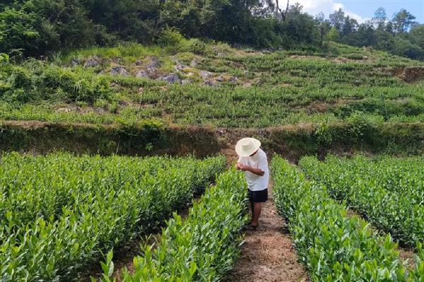 肉桂茶是什么茶，属于乌龙茶