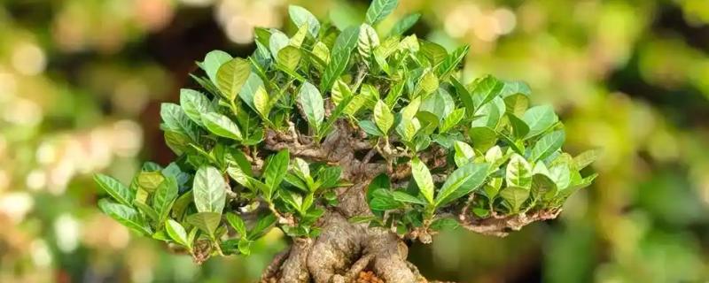 栀子树的养殖方式，栽种完成后需及时浇灌定根水