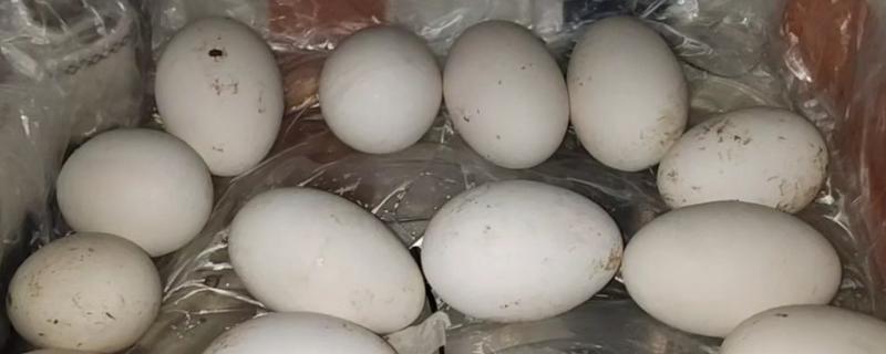 鹅蛋孵化多久才能停止翻蛋，第28天左右就可以停止