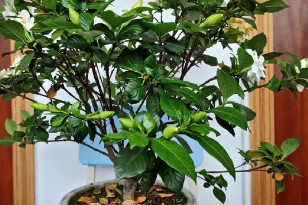 栀子树的养殖方式,栽种完成后需及时浇灌定根水