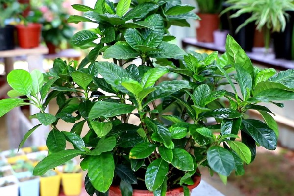 栀子树的养殖方式,栽种完成后需及时浇灌定根水