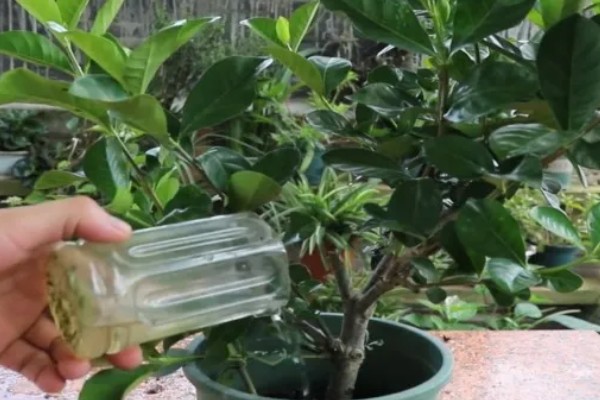 栀子树的养殖方式,栽种完成后需及时浇灌定根水
