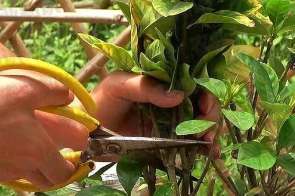 栀子树的养殖方式,栽种完成后需及时浇灌定根水