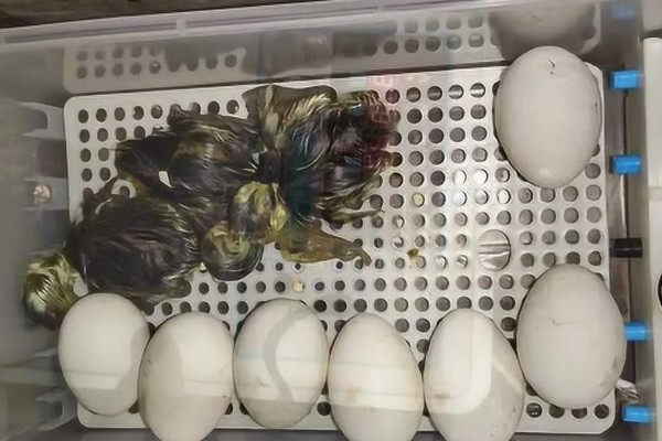 鹅蛋孵化多久才能停止翻蛋，第28天左右就可以停止