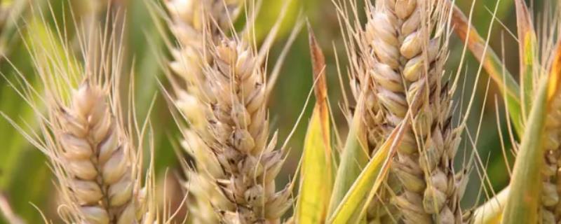 小麦扬花期能不能打药，喷施二遍药可防治赤霉病、蚜虫等病虫害
