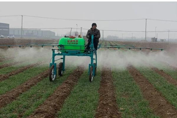 小麦扬花期能不能打药，喷施二遍药可防治赤霉病、蚜虫等病虫害
