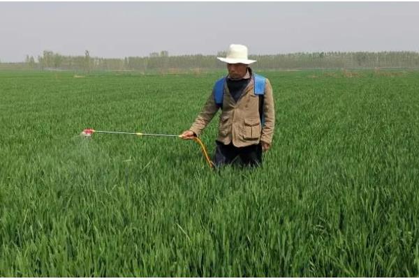 小麦扬花期能不能打药，喷施二遍药可防治赤霉病、蚜虫等病虫害