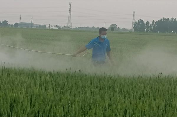小麦扬花期能不能打药，喷施二遍药可防治赤霉病、蚜虫等病虫害