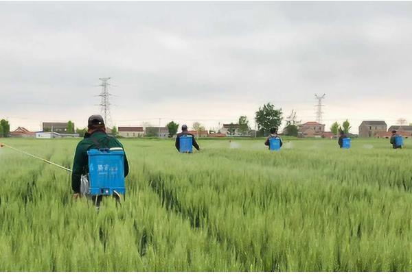 小麦扬花期能不能打药，喷施二遍药可防治赤霉病、蚜虫等病虫害
