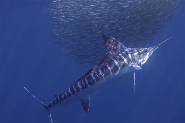 马林鱼是什么鱼，是一类海水鱼