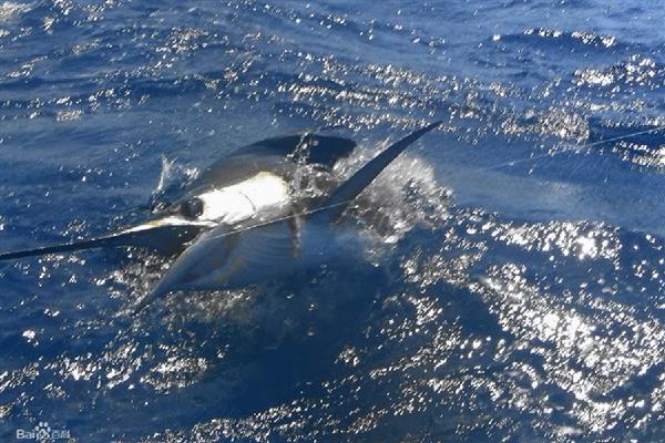 马林鱼是什么鱼，是一类海水鱼