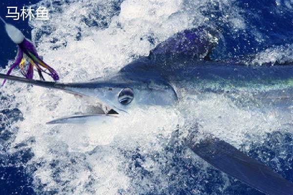 马林鱼是什么鱼，是一类海水鱼