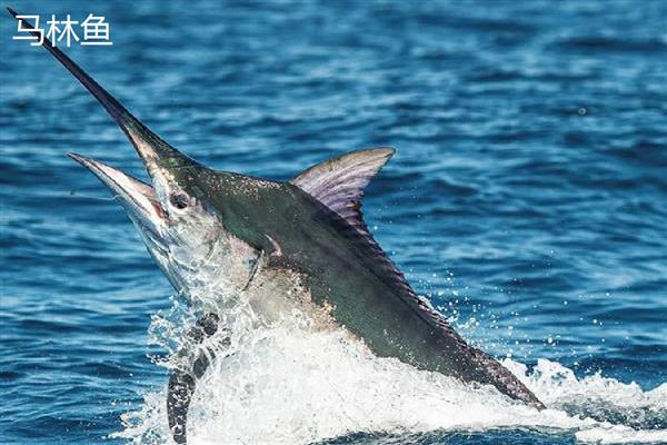 马林鱼是什么鱼，是一类海水鱼