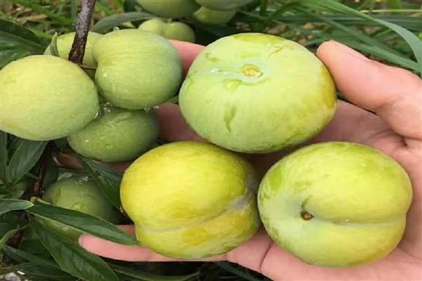 风味皇后李子的特点，果型较大且果肉较硬