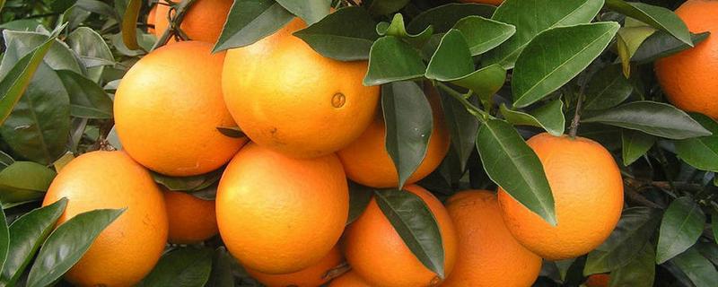 甜橙的生长条件，排水透气性好的土壤有利于生长