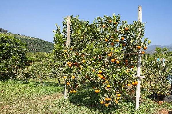 甜橙的生长条件，排水透气性好的土壤有利于生长