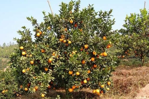 甜橙的生长条件，排水透气性好的土壤有利于生长