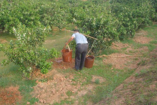 甜橙的生长条件，排水透气性好的土壤有利于生长
