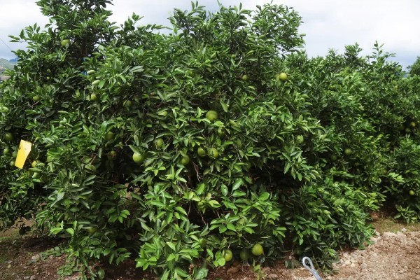 甜橙的生长条件，排水透气性好的土壤有利于生长