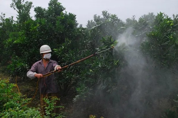甜橙的生长条件，排水透气性好的土壤有利于生长