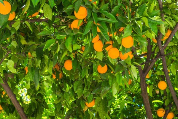 甜橙的生长条件，排水透气性好的土壤有利于生长