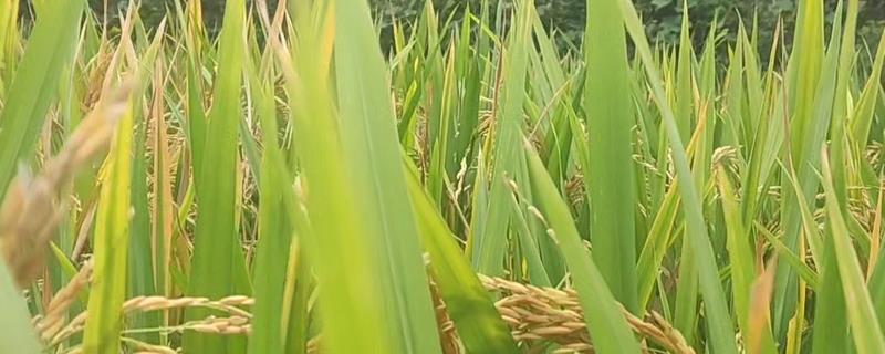 9月份的农事活动，可管理种植水稻和蔬菜种植等