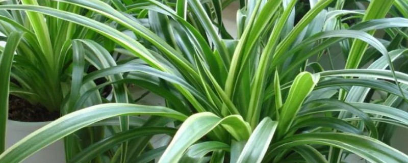 吊兰的养殖方法，生长旺季每隔半个月追肥一次