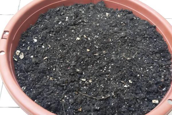 吊兰的养殖方法，生长旺季每隔半个月追肥一次