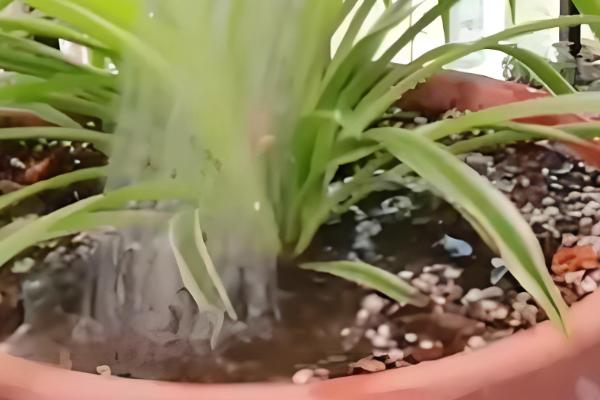 吊兰的养殖方法，生长旺季每隔半个月追肥一次