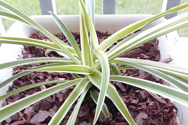 吊兰的养殖方法，生长旺季每隔半个月追肥一次