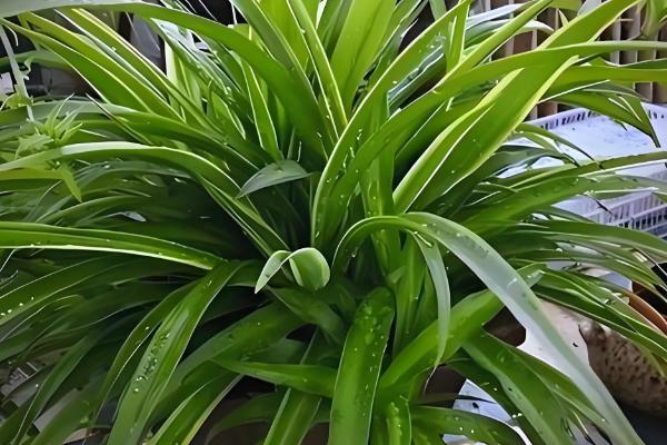 吊兰的养殖方法，生长旺季每隔半个月追肥一次