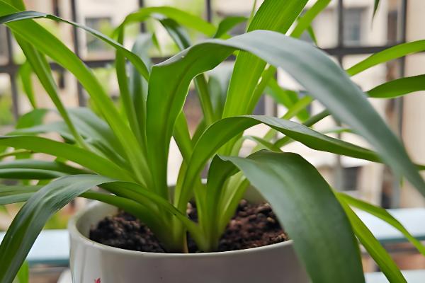 吊兰的养殖方法，生长旺季每隔半个月追肥一次