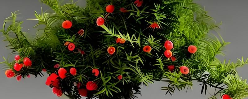 红豆杉怎么养护，平时让盆土处于微湿状态