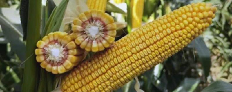 迪卡S1627玉米种的积温，在活动积温2200℃以上地区种植