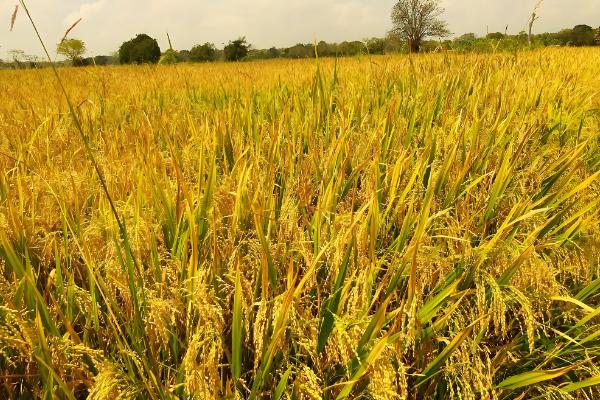 9月份的农事活动，可管理种植水稻和蔬菜种植等