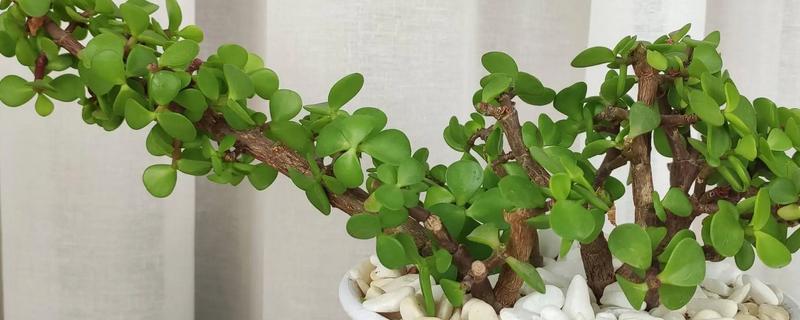 金枝玉叶夏天掉叶子怎么办，需减少浇水