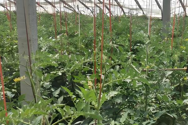 9月份的农事活动，可管理种植水稻和蔬菜种植等