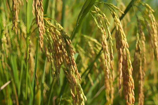 9月份的农事活动，可管理种植水稻和蔬菜种植等