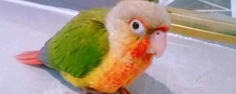 小太阳鹦鹉过多久会认主，只需养殖1个月左右