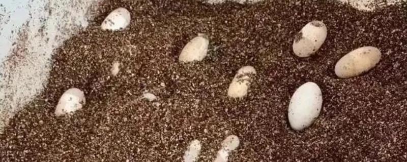 巴西龟一次下几个蛋，一次可以下6到11个蛋