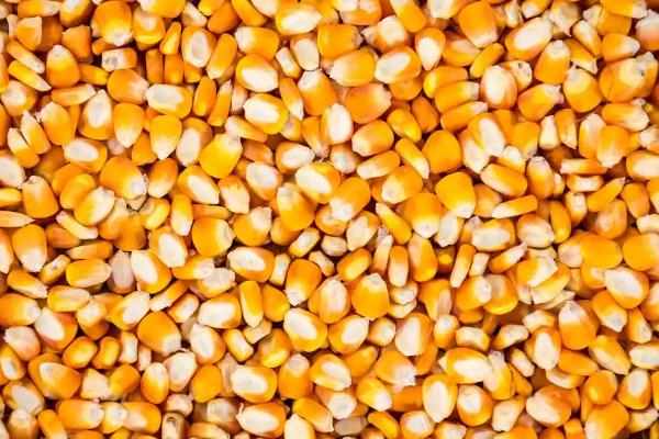 迪卡S1627玉米种的积温，在活动积温2200℃以上地区种植